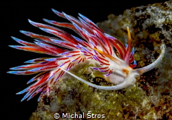 An aeolid nudibranch – Cratena peregrina (length: 15 mm) by Michal Štros 
